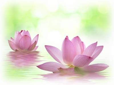 蓮が散って 夏の終わりを知る 葬祭 仏壇 墓石のほこだて仏光堂 仙台市 宮城県 福島県