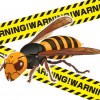 ハチの大発生にご注意！